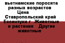 вьетнамские поросята разных возрастов › Цена ­ 2 500 - Ставропольский край, Ессентуки г. Животные и растения » Другие животные   